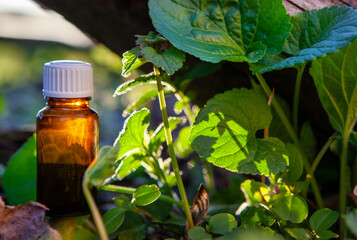 Amber Bottle Among Lush Green Leaves in Nature