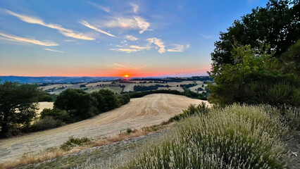 Italian Vineyard at Sunset II