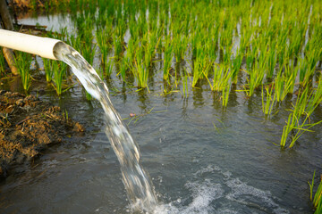 Irrigation of rice fields using pump wells with the technique of pumping water from the ground to flow into the rice fields. The pumping station where water is pumped from a irrigation canal system.