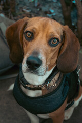 Beagle dog portrait