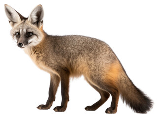Obraz premium PNG Fox wildlife wallaby animal.