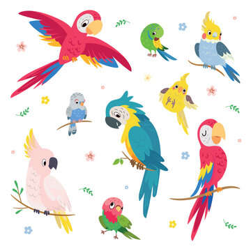 Cartoon parrots. Tropical parrot, exotic birds vibrant funny characters. Flying and sitting animals, cockatoo on branch. Cute childish mascots nowaday vector set