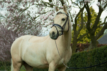 Pony and Blossom II