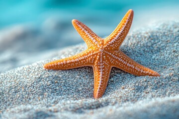 Orange Starfish on a Bed of White Sand