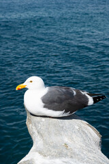 Seagull over the water