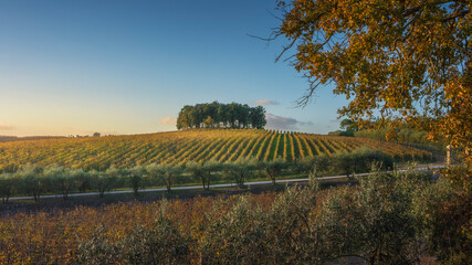 Obraz premium Group of trees on a hill above a vineyard. Chianti region. Castelnuovo Berardenga, Tuscany
