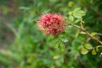 flower of a thistle