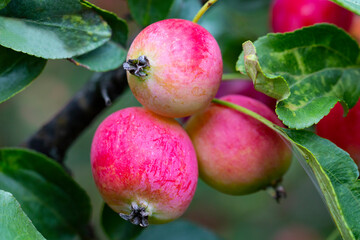 Small red apples on a branch. Picking apples. Satchels on a tree branch. Harvesting. Autumn. The apple orchard.