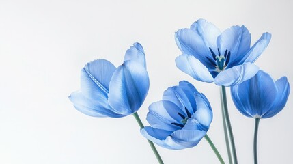 A minimalistic composition of blue tulip flowers, isolated on a white background with crisp detail.