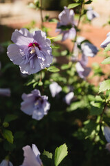 Fototapeta premium Close-up of a purple hibiscus flower with green leaves in sunlight