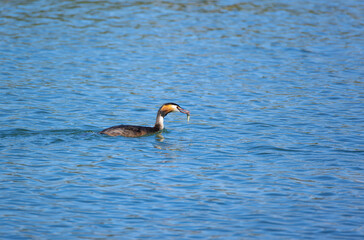 red-brown great crested grebe with plumage catches fish in open beak swims in turquoise royal blue water reflection in the water during the day in sunshine, intense colors without people