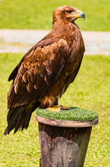 Aquila nipalensis, steppe eagle, standing on a base on a sunny day in summer