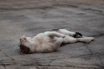 Fototapeta premium cat sleeping on the floor