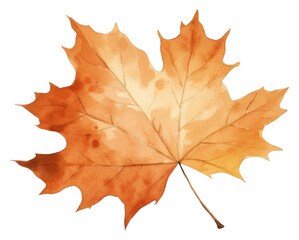 Obraz premium PNG Leaf autumn nature maple.