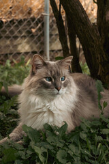 Cat in the garden