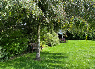 Obraz premium Sunlight filters through the lush foliage of a small tree, casting shadows on green grass and two wooden benches beneath it in a serene park setting in, Ilkley, Yorkshire, UK