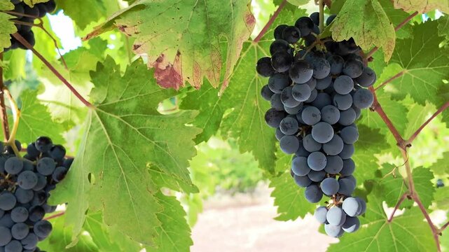 Plano cerrado sobre unos racimos de uvas tintas colgando y movi&eacute;ndose en una parra verde