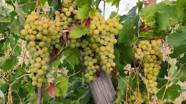 Plano cerrado sobre unos racimos de uvas verdes colgando y movi&eacute;ndose en una parra verde