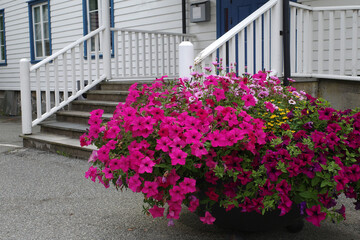 A pot with a huge amount of pink petunia flowers in front of the stairs of a white municipal building