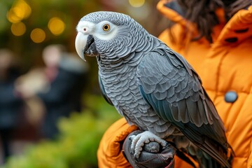 Obraz premium Close-up of a Grey Parrot Perched on a Person's Hand