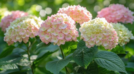 Fototapeta premium Dreamy Hydrangea Bush in Full Bloom Under Soft Morning Light