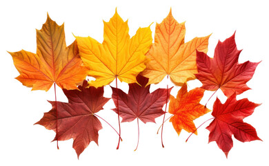 Fototapeta premium Colorful autumn maple leaves display