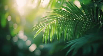 Obraz premium Lush green palm leaves illuminated by soft sunlight in a tropical rainforest