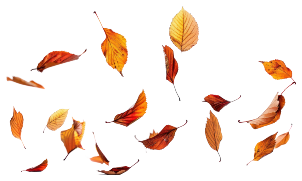 PNG Falling leaves blossom flower plant.