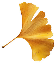Naklejka premium PNG Ginkgo leaf autumn blossom flower plant.