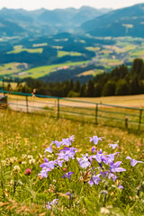 Campanula rapunculus, rampion bellflower, at Mount Astberg, Going, Kitzbuehel, Tyrol, Austria on a sunny day in summer