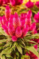 Celosia, woolflower, on a sunny day in summer near Bad Griesbach, Bavaria, Germany