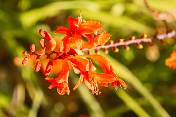 Crocosmia x crocosmiiflora, montbretia, in our garden on a sunny day in summer