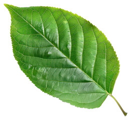 Obraz premium PNG Leaf herbal plant herbs.