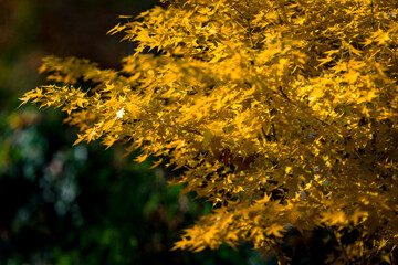 Autumn leaves of maple trees. Autumn fall leaves in sunlight. Natural autumn background. Autumnal fall background. Foliage, falling leaves background. Autumn leaf. Falling leaves background.