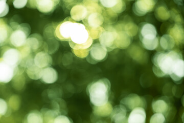 green blurred backdrop of nature, circle light wallpaper, white bokeh background