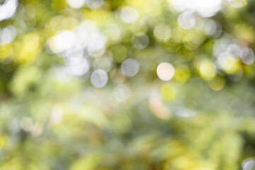 green blurred backdrop of nature, circle light wallpaper, white bokeh background