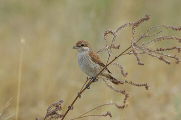 red backed shrike
