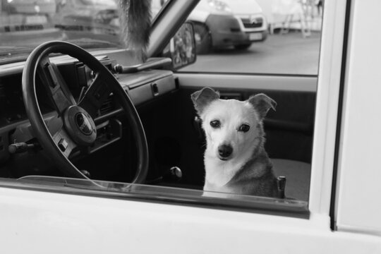 perro conductor