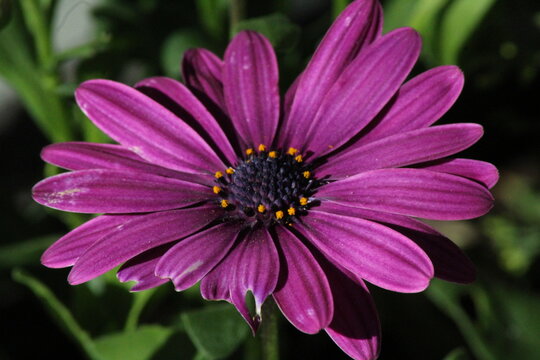 morada