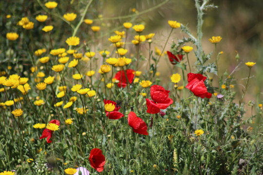 amapola