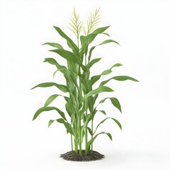 Fototapeta premium A tall green corn plant with yellow flowers. The plant is surrounded by dirt