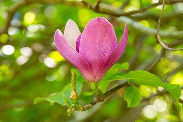 Pink magnolia flowers in blue sky background. Chinese Magnolia pink blossom with tulip-shaped flowers in spring