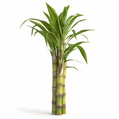 Obraz premium A tall green bamboo plant with a brown stem