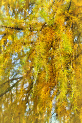 Branchs of with yellow golden needle Larix ( larch ) deciduous coniferous tree in autumn in forest with space for text