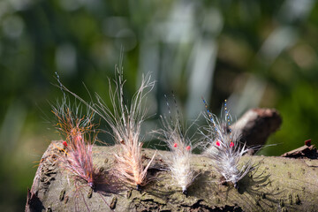 Auswahl von Garnelen Fliegen, Shrimp Imitationen, Fliegenfischen, Meerforellen,	