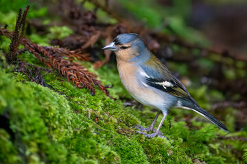 Azores Chaffinch is an endemic bird species living only in the Azores islands