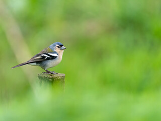 Male Azores Chaffinch in Ilha Graciosa