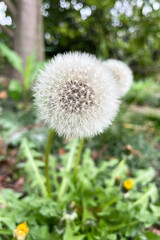 Obraz premium Closed Bud of a dandelion. Dandelion white flowers in green grass.