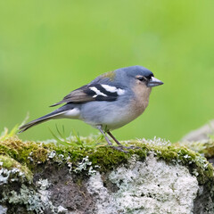 Azores Chaffinch is an endemic bird species living only in the Azores islands