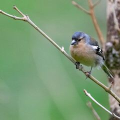 Azores Chaffinch is an endemic bird species living only in the Azores islands